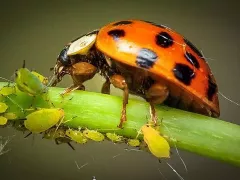 Готовлю защиту от тли