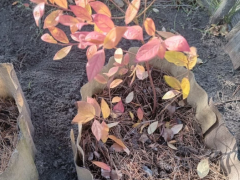 Голубика садовая