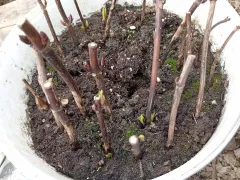 Осеннее черенкование оказалось очень удачным.