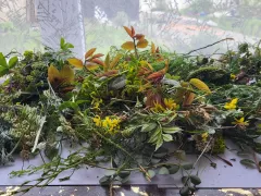 Ошибана как диалог с растениями, где они рассказывают свою историю