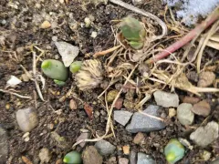 Слишком ранние ростки нарцисса