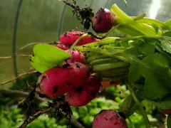 Первая редиска из теплицы