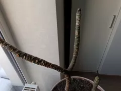 Пересадка оказалась неудачной...