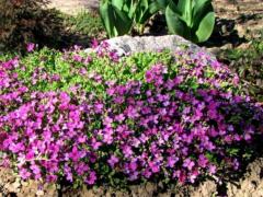 Обриета "Каскадная"