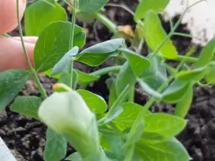 Зелёный горошек на подоконнике зацветает