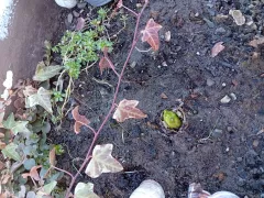 Гиацинт проснулся.