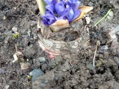 Прошлогодний гиацинт - цветок так и не вышел из луковицы.