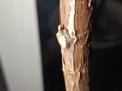 Очень жесткая обрезка фикуса лирата