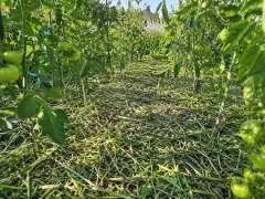 Где заканчивается романтика сидератов