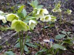 Морозник кавказский