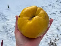 Айва Сочная удивляет размером