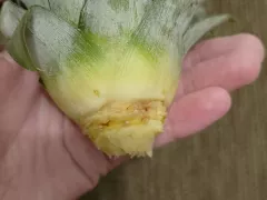 Пробую укоренить ананас