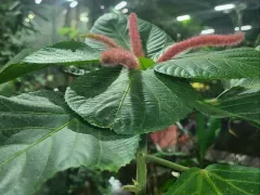 И вновь цветёт акалифа щетинисто-волосатая