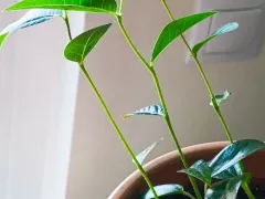 Будущее бутылочное дерево вытягивается и тянется к солнцу