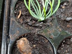 Пиния (сосна итальянская) - Pinus pinea