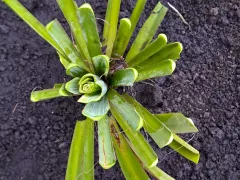 Моя обрезка юкки обернулась её делением.