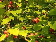 Боярышник мягкий (лат. Crataegus mollis)