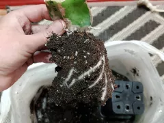 Новое приобретение и новые планы