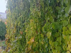 Стойкий девичий виноград