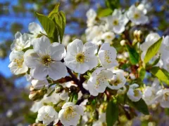 Вишнёвая муха — червивые вишни и черешни. Что делать?