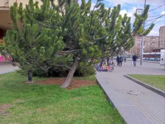 Понравилась сосна у метро Семеновская