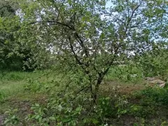 Молодая яблонька