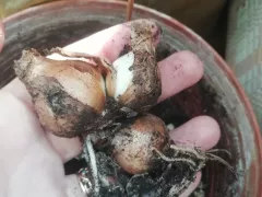 Выкопка луковиц нарцисса для сохранения сорта. 