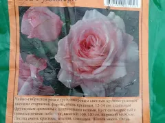 Роза из Светофора.