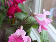 Стрептокарпус (Streptocarpus)