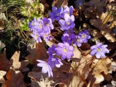 Цветет печёночница