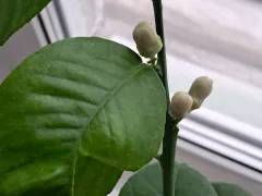 Мои старания принесли успехи, набрала бутоны моя Пандероза.