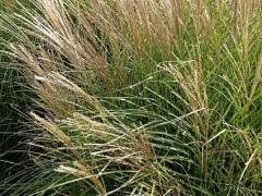  Мискантус (Miscanthus sinensis).