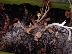 В полной темноте подвала - тянутся ростки