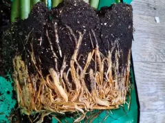 Пересадка замиокулькаса