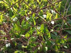 Черемша (лук медвежий)