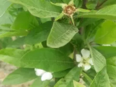 Южная мушмула в саду умеренного климата