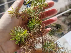 Молочай кипарисовый засох после пересадки в открытый грунт. 