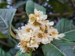 Неожиданное цветение японской мушмулы