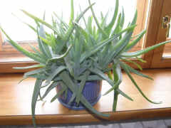 Алоэ древовидное (Aloe arborescens)