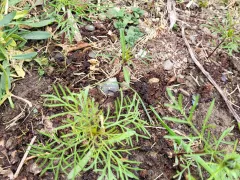 Еще немножко космей увезла в горшке из своего сада 