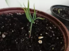 Продолжаю выращивать хвойники из семян.