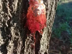 Камедетечение - это застывшая реакция на повреждение