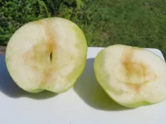 Как бороться со стекловидностью яблок