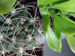 Еще два кактуса из моей коллекции