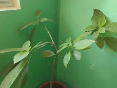 Три дерева бругмансии - три разные истории развития. 