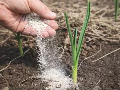 Пришло время подкармливать чеснок!