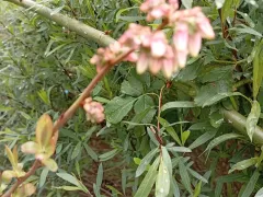 Голубика цветёт, значит будет урожай.