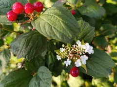 Калина снова зацвела