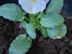 Странное соседство: имбирь и фиалка