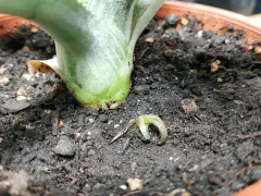 Верхушка ананаса уже в горшке